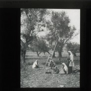 Böhl glass slide 60./1453